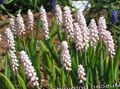 pink Garden Flowers Grape hyacinth, Muscari Photo, cultivation and description, characteristics and growing