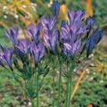 purple Garden Flowers Grass Nut, Ithuriel's Spear, Wally Basket, Brodiaea laxa, Triteleia laxa Photo, cultivation and description, characteristics and growing