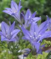 açık mavi Bahçe Çiçekleri Çim Fındık, Ithuriel Mızrak, Wally Sepet Var, Brodiaea laxa, Triteleia laxa fotoğraf, yetiştirme ve tanım, özellikleri ve büyüyen