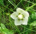 white Garden Flowers Grass of Parnassis, Bog Star, Parnassia palustris Photo, cultivation and description, characteristics and growing