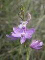 lila Vrtno Cvetje Trava Roza Orhideje, Calopogon fotografija, gojenje in opis, značilnosti in rast
