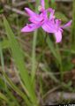 pink Garden Flowers Grass Pink Orchid, Calopogon Photo, cultivation and description, characteristics and growing