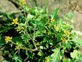 yellow Garden Flowers Great Yellowcress, Rorippa Photo, cultivation and description, characteristics and growing