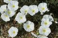 white Garden Flowers Ground Morning Glory, Bush Morning Glory, Silverbush, Convolvulus Photo, cultivation and description, characteristics and growing