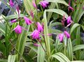 pink Have Blomster Jorden Orkidé, Den Stribede Bletilla Foto, dyrkning og beskrivelse, egenskaber og voksende