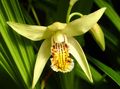 gul Have Blomster Jorden Orkidé, Den Stribede Bletilla Foto, dyrkning og beskrivelse, egenskaber og voksende