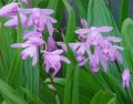 kuva Maa Orkidea, Raidallinen Bletilla tuntomerkit, ominaisuudet ja viljely