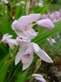 white Garden Flowers Ground Orchid, The Striped Bletilla Photo, cultivation and description, characteristics and growing