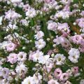 pink Garden Flowers Gypsophila, Gypsophila paniculata Photo, cultivation and description, characteristics and growing