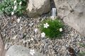 hvit Hage blomster Gypsophila Bungeana Bilde, dyrking og beskrivelse, kjennetegn og voksende