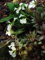 white Garden Flowers Haberlea Photo, cultivation and description, characteristics and growing