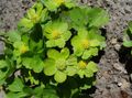 зелен Градински цветове Hacquetia снимка, отглеждане и описание, характеристики и култивиране