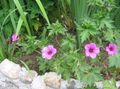 pink Garden Flowers Hardy geranium, Wild Geranium Photo, cultivation and description, characteristics and growing