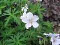 white Garden Flowers Hardy geranium, Wild Geranium Photo, cultivation and description, characteristics and growing