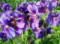 purple Garden Flowers Hardy geranium, Wild Geranium Photo, cultivation and description, characteristics and growing