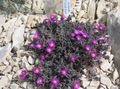 purple Garden Flowers Hardy Ice Plant, Delosperma Photo, cultivation and description, characteristics and growing