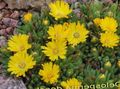 yellow Garden Flowers Hardy Ice Plant, Delosperma Photo, cultivation and description, characteristics and growing