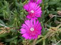 pink Garden Flowers Hardy Ice Plant, Delosperma Photo, cultivation and description, characteristics and growing
