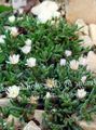 white Garden Flowers Hardy Ice Plant, Delosperma Photo, cultivation and description, characteristics and growing