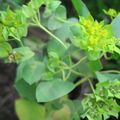 green Garden Flowers Hare's Ear, Roundleaf Thorow Wax, Thoroughwax, Bupleurum rotundifolium Photo, cultivation and description, characteristics and growing