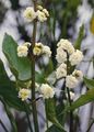 λευκό Λουλούδια κήπου Χαβάη Βέλος, Βέλος Ιαπωνικά, Sagittaria φωτογραφία, καλλιέργεια και περιγραφή, χαρακτηριστικά και φυτοκομεία