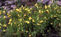 yellow Garden Flowers Hedge hyssop, Gratiola officinalis Photo, cultivation and description, characteristics and growing