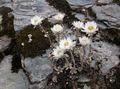bianco I fiori da giardino Elicriso Perrenial, Helichrysum foto, la lavorazione e descrizione, caratteristiche e la coltivazione