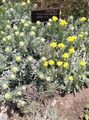 galben Gradina Flori Helichrysum Perenă fotografie, cultivare și descriere, caracteristici și în creștere