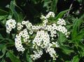 bijela Vrtne Cvjetovi Suncokret, Višnje Pita Biljka, Heliotropium Foto, uzgajanje i opis, karakteristike i uzgoj