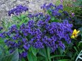 blue Garden Flowers Heliotrope, Cherry pie plant, Heliotropium Photo, cultivation and description, characteristics and growing