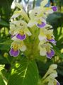 yellow Garden Flowers Hemp Nettle, Galeopsis Photo, cultivation and description, characteristics and growing