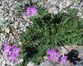 ピンク 庭の花 サギの法案、コウノトリの法案, Erodium フォト, 栽培 と 説明, 特性 と 成長