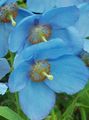 light blue Garden Flowers Himalayan blue poppy, Meconopsis Photo, cultivation and description, characteristics and growing