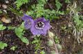 purple Garden Flowers Himalayan blue poppy, Meconopsis Photo, cultivation and description, characteristics and growing