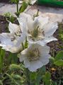 white Garden Flowers Himalayan blue poppy, Meconopsis Photo, cultivation and description, characteristics and growing