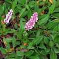 pink Himalayan Knotweed, Himalayan Fleece Flower, Polygonum affine, Persicaria affinis Photo, cultivation and description, characteristics and growing