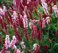 burgundy Himalayan Knotweed, Himalayan Fleece Flower, Polygonum affine, Persicaria affinis Photo, cultivation and description, characteristics and growing