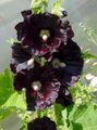 svart Trädgårdsblommor Stockros, Alcea rosea Fil, uppodling och beskrivning, egenskaper och odling