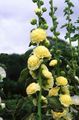 žuta Vrtne Cvjetovi Slezovača, Alcea rosea Foto, uzgajanje i opis, karakteristike i uzgoj