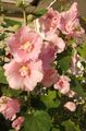 rosa Trädgårdsblommor Stockros, Alcea rosea Fil, uppodling och beskrivning, egenskaper och odling