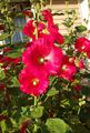 röd Trädgårdsblommor Stockros, Alcea rosea Fil, uppodling och beskrivning, egenskaper och odling