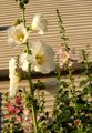 bijela Vrtne Cvjetovi Slezovača, Alcea rosea Foto, uzgajanje i opis, karakteristike i uzgoj