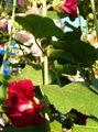 burgundy Garden Flowers Hollyhock, Alcea rosea Photo, cultivation and description, characteristics and growing