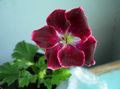 kuva Hupullinen-Lehtiä Pelargonium, Puu Pelargonium, Wilde Malva tuntomerkit, ominaisuudet ja viljely