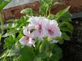 白 园林花卉 连帽叶香叶，天竺葵树，王尔德马尔瓦, Pelargonium 照, 养殖 和 描述, 特点 和 成长