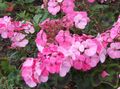 粉红色 园林花卉 连帽叶香叶，天竺葵树，王尔德马尔瓦, Pelargonium 照, 养殖 和 描述, 特点 和 成长