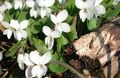 white Garden Flowers Horned Pansy, Horned Violet, Viola cornuta Photo, cultivation and description, characteristics and growing