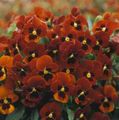 red Garden Flowers Horned Pansy, Horned Violet, Viola cornuta Photo, cultivation and description, characteristics and growing
