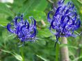 blue Garden Flowers Horned Rampion, Phyteuma Photo, cultivation and description, characteristics and growing