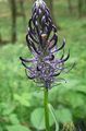 black Garden Flowers Horned Rampion, Phyteuma Photo, cultivation and description, characteristics and growing